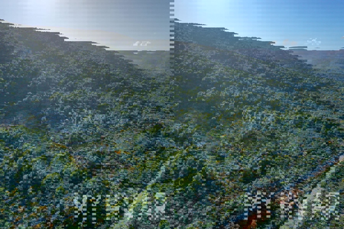 Oljčni nasad v bližini starega mestnega jedra