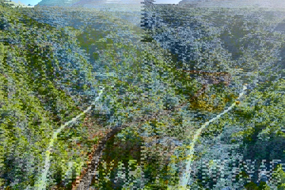 Oljčni nasad v bližini trajektnega pristanišča