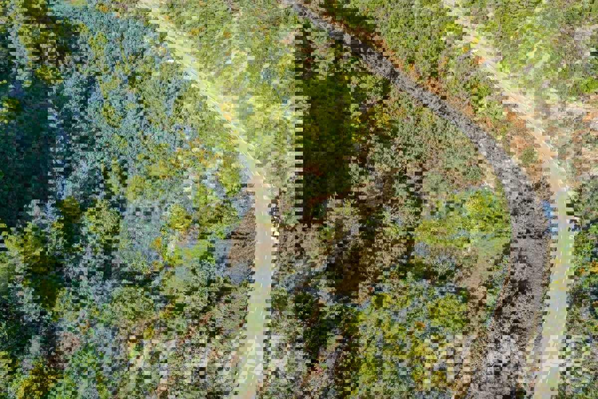 Oljčni nasad v bližini trajektnega pristanišča