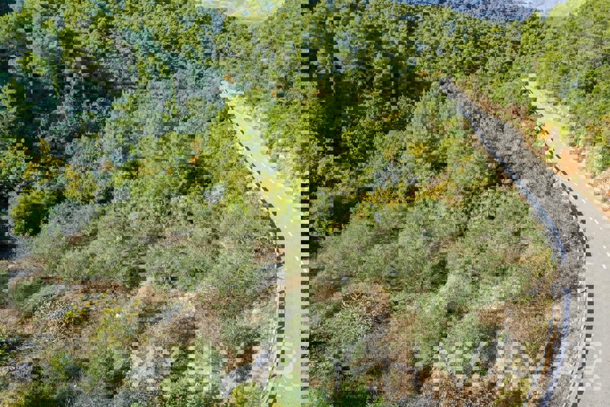 Oljčni nasad v bližini trajektnega pristanišča