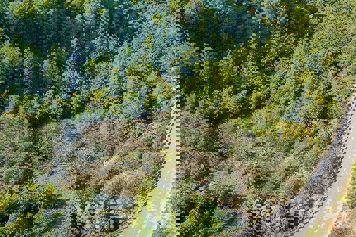 Oljčni nasad v bližini trajektnega pristanišča