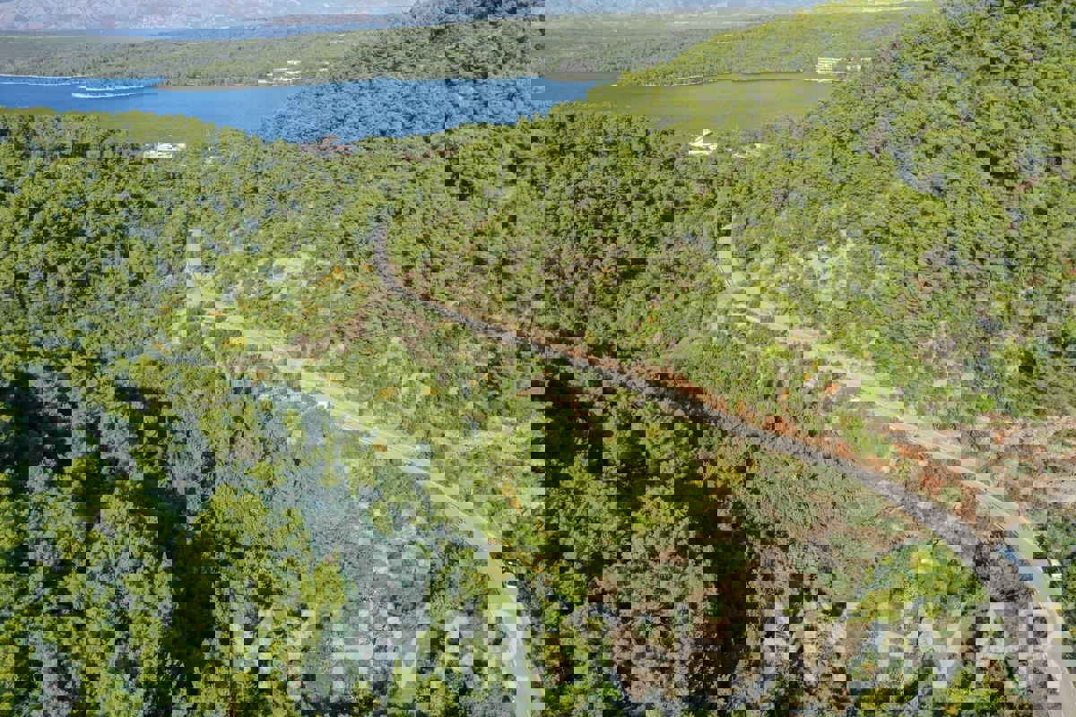 Oljčni nasad v bližini trajektnega pristanišča