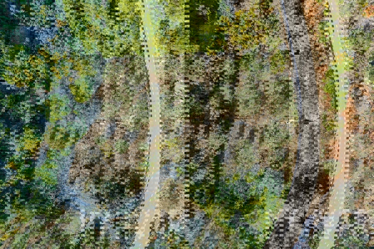 Oljčni nasad v bližini trajektnega pristanišča