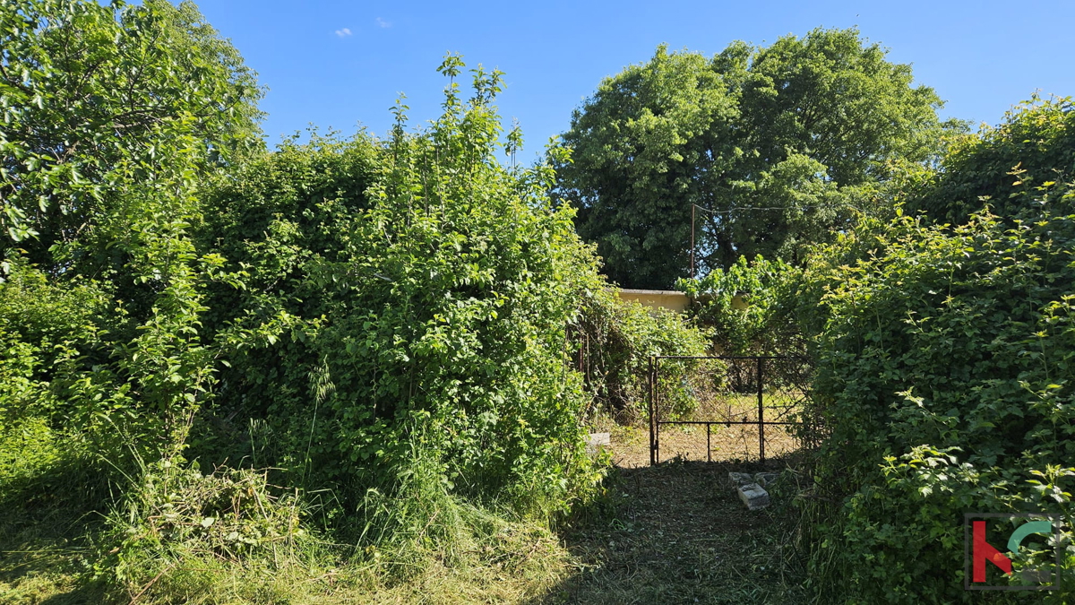 Barban, stara hiša za obnovo z velikim vrtom 1784m2 #prodaja