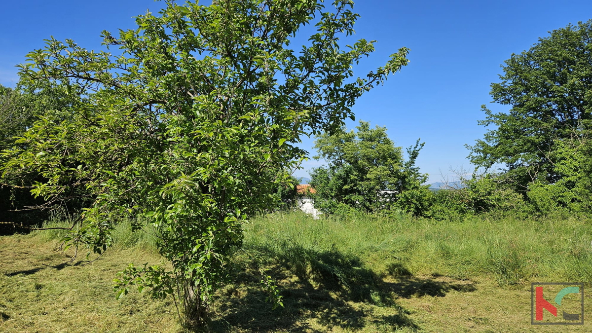 Barban, stara hiša za obnovo z velikim vrtom 1784m2 #prodaja