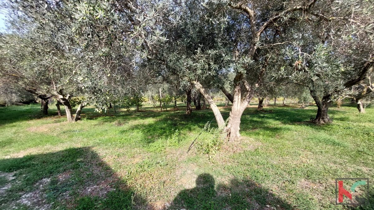 Rovinj, legalizirana hiša z oljčnim nasadom in vinogradom na parceli 4471 m2 #prodaja