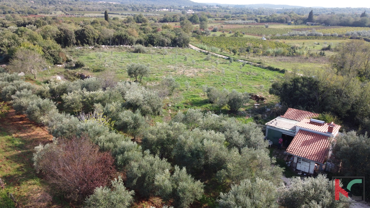 Rovinj, legalizirana hiša z oljčnim nasadom in vinogradom na parceli 4471 m2 #prodaja