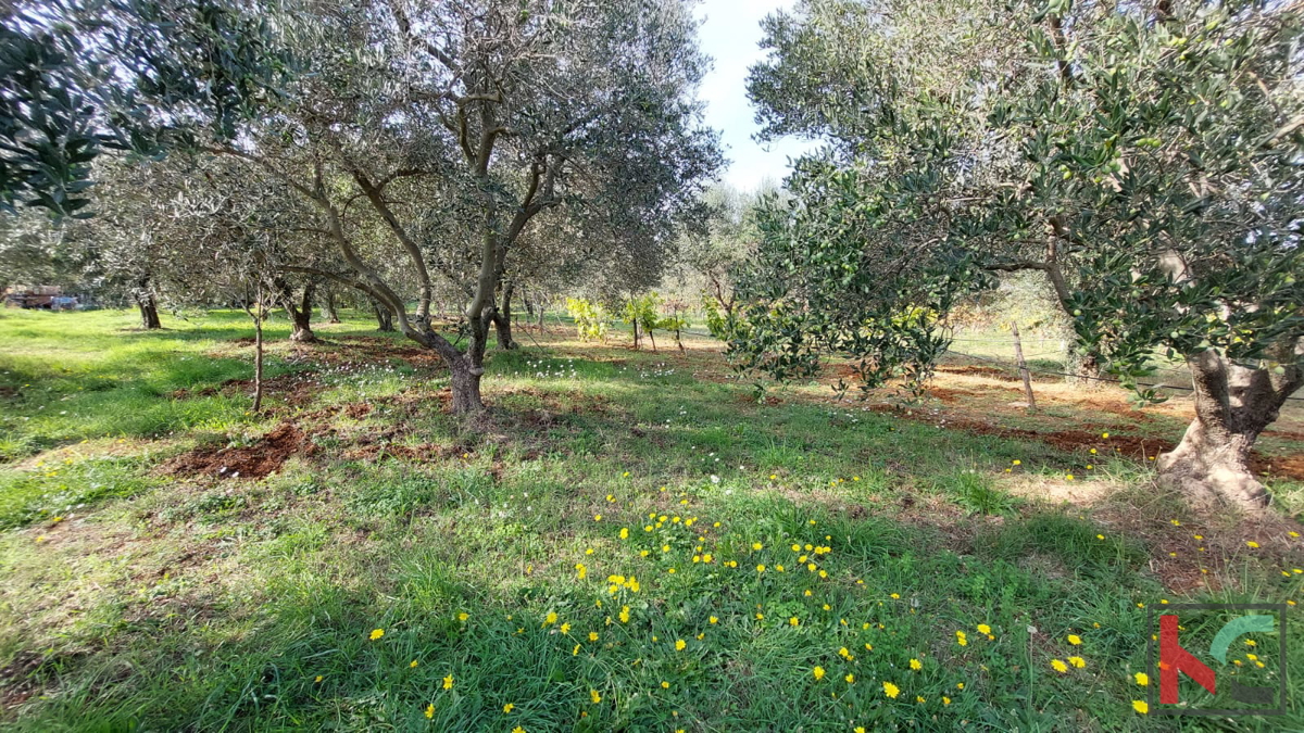Rovinj, legalizirana hiša z oljčnim nasadom in vinogradom na parceli 4471 m2 #prodaja