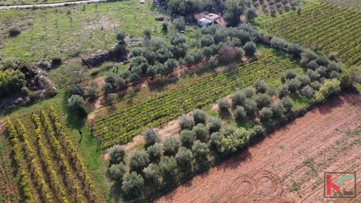 Rovinj, legalizirana hiša z oljčnim nasadom in vinogradom na parceli 4471 m2 #prodaja