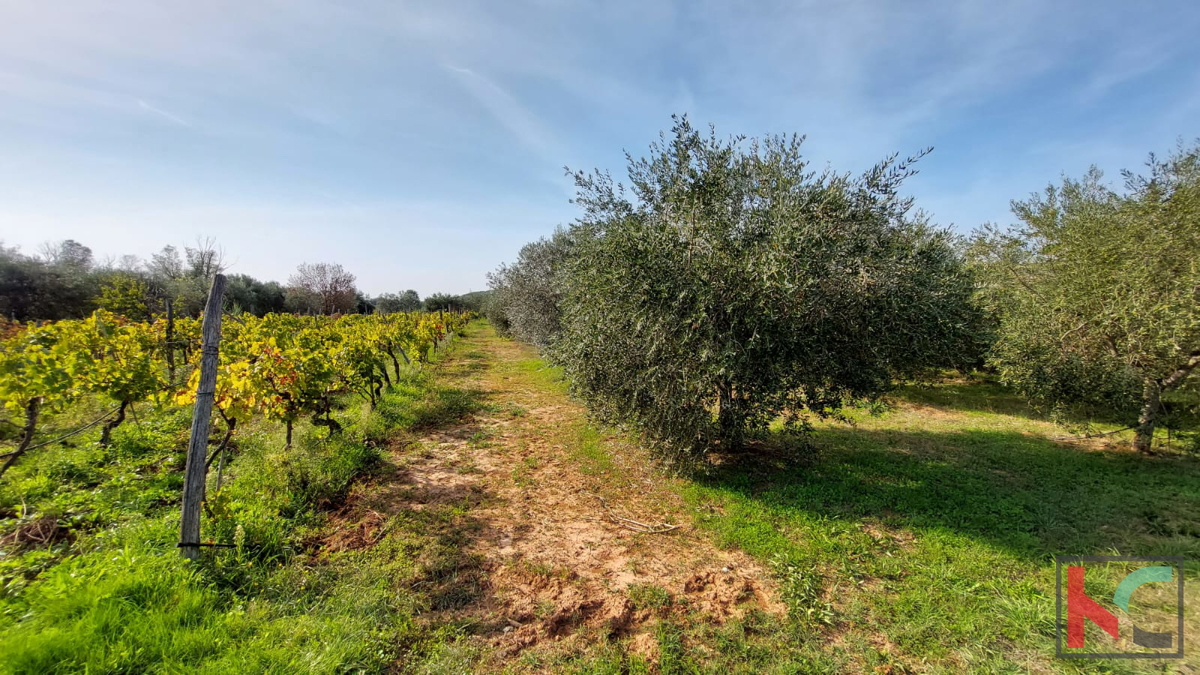 Rovinj, legalizirana hiša z oljčnim nasadom in vinogradom na parceli 4471 m2 #prodaja