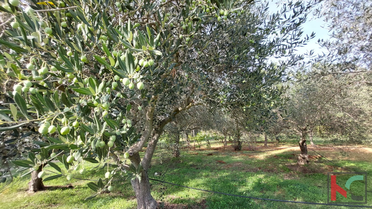 Rovinj, legalizirana hiša z oljčnim nasadom in vinogradom na parceli 4471 m2 #prodaja