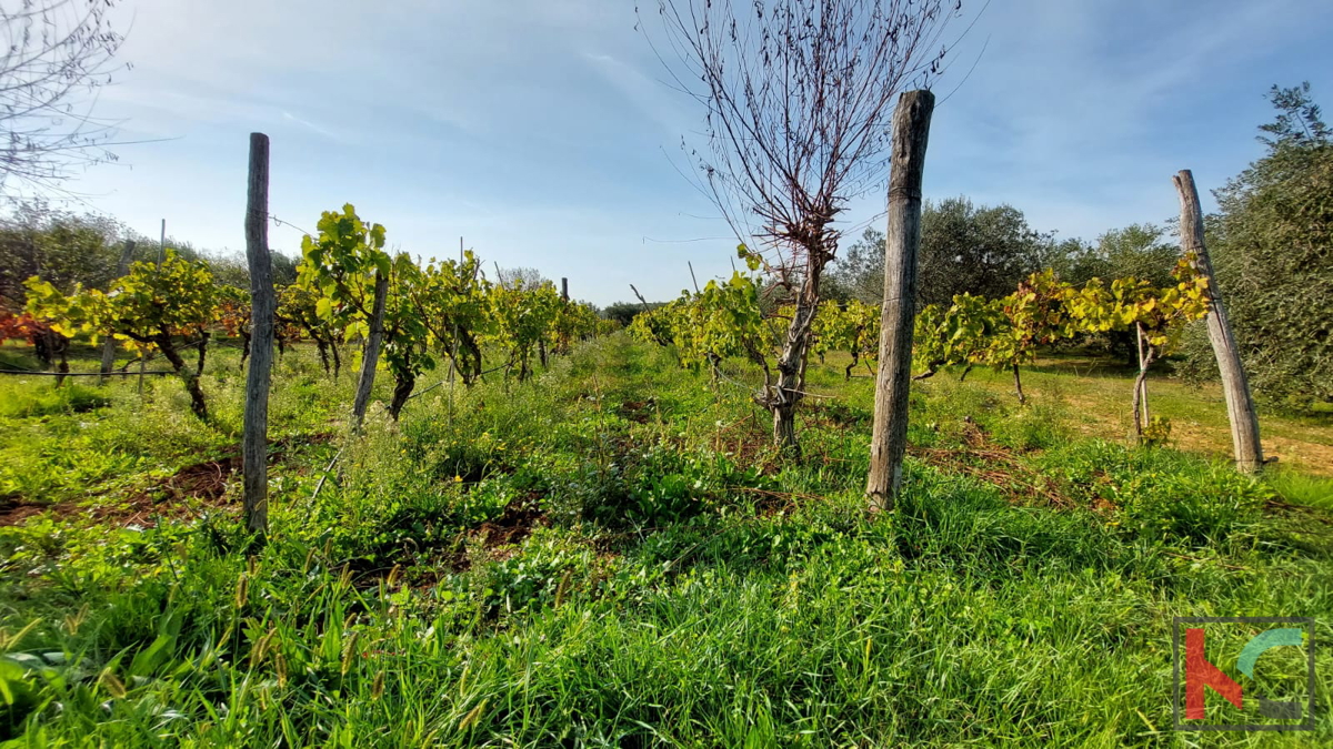 Rovinj, legalizirana hiša z oljčnim nasadom in vinogradom na parceli 4471 m2 #prodaja