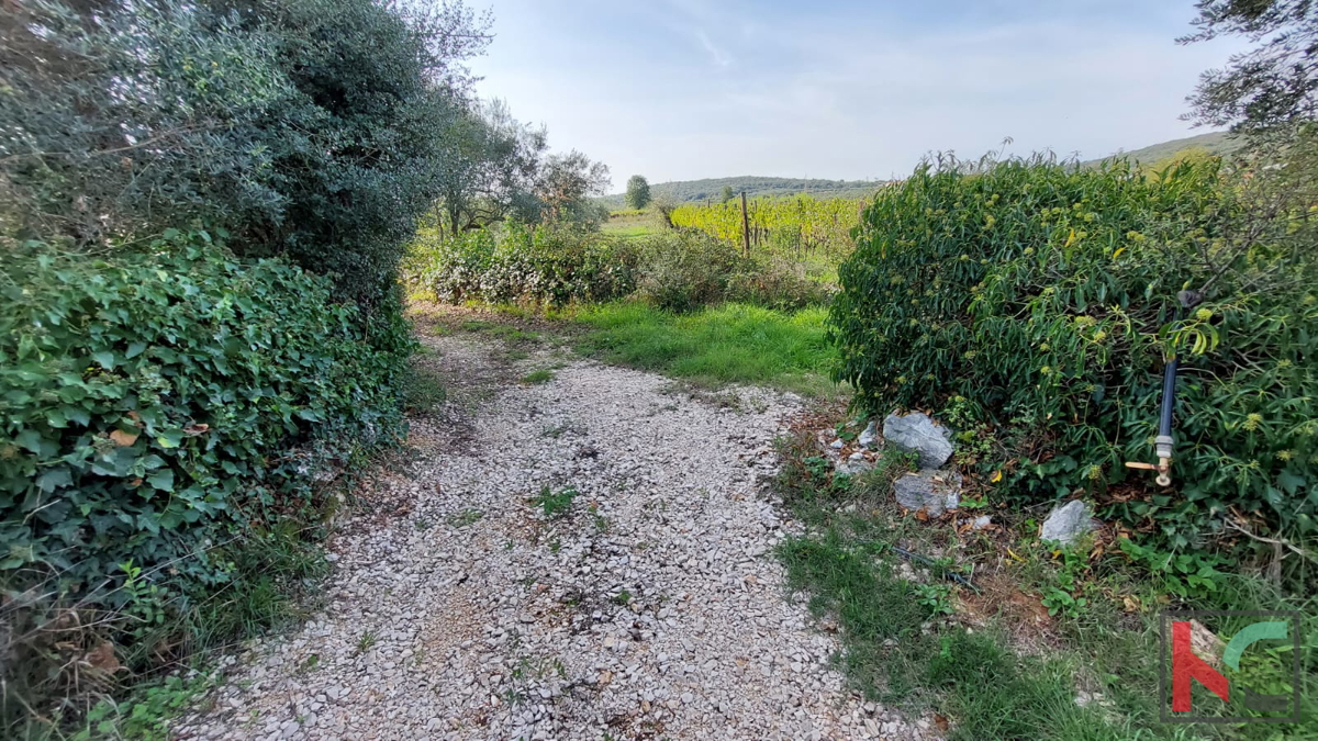 Rovinj, legalizirana hiša z oljčnim nasadom in vinogradom na parceli 4471 m2 #prodaja