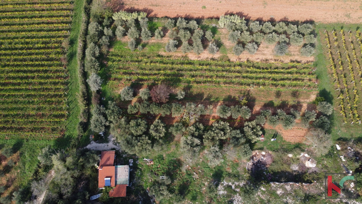 Rovinj, legalizirana hiša z oljčnim nasadom in vinogradom na parceli 4471 m2 #prodaja