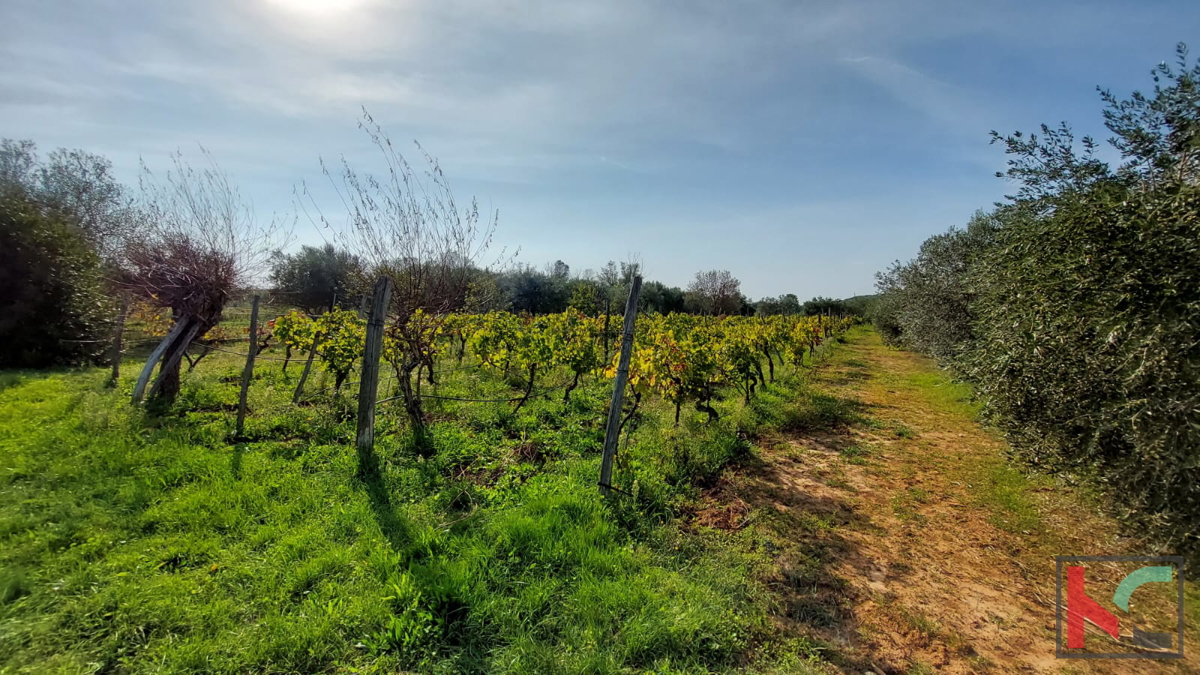 Rovinj, legalizirana hiša z oljčnim nasadom in vinogradom na parceli 4471 m2 #prodaja