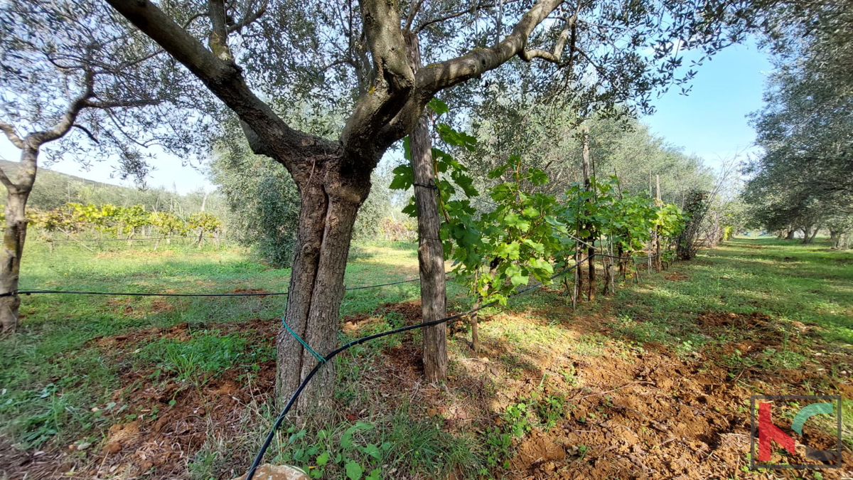 Rovinj, legalizirana hiša z oljčnim nasadom in vinogradom na parceli 4471 m2 #prodaja