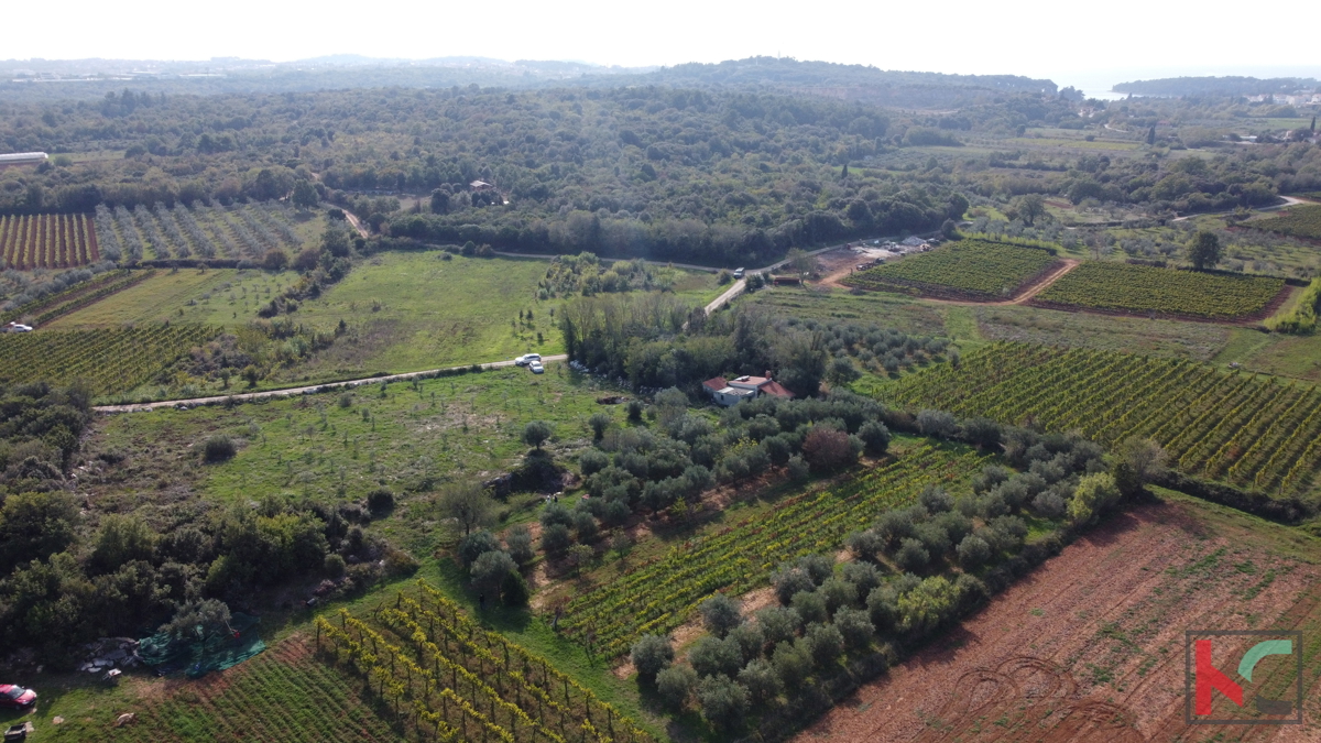 Rovinj, legalizirana hiša z oljčnim nasadom in vinogradom na parceli 4471 m2 #prodaja