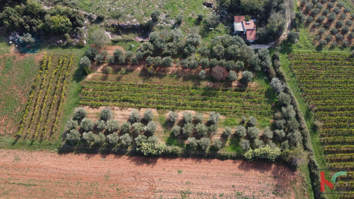 Rovinj, legalizirana hiša z oljčnim nasadom in vinogradom na parceli 4471 m2 #prodaja