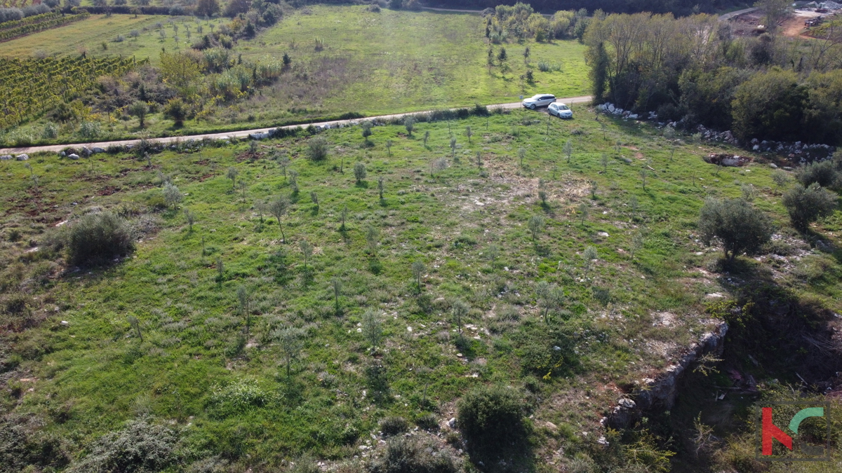 Rovinj, legalizirana hiša z oljčnim nasadom in vinogradom na parceli 4471 m2 #prodaja