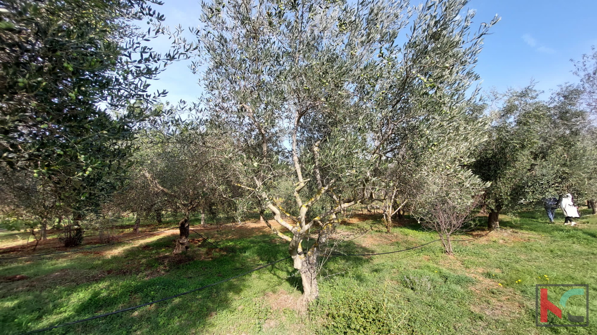 Rovinj, legalizirana hiša z oljčnim nasadom in vinogradom na parceli 4471 m2 #prodaja