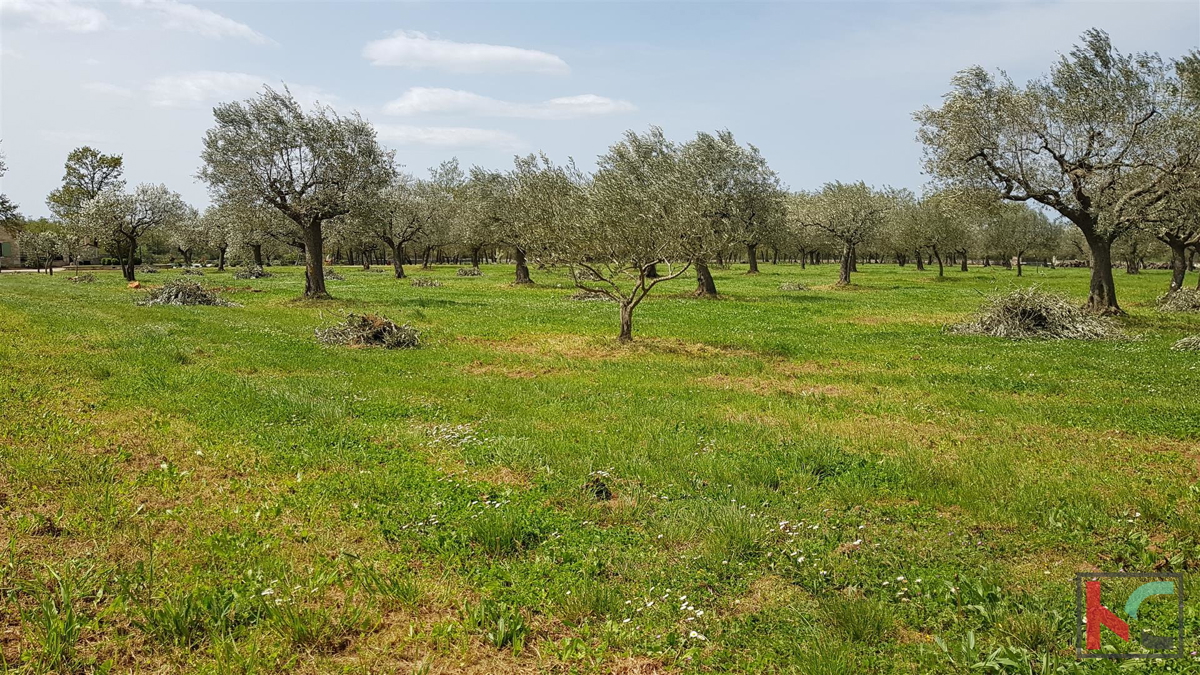 Istra - Bale, Vila z bazenom na parceli 30.550m2