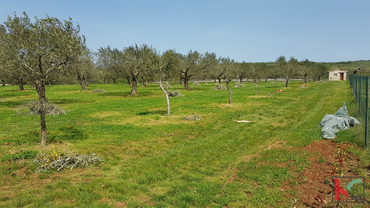 Istra - Bale, Vila z bazenom na parceli 30.550m2