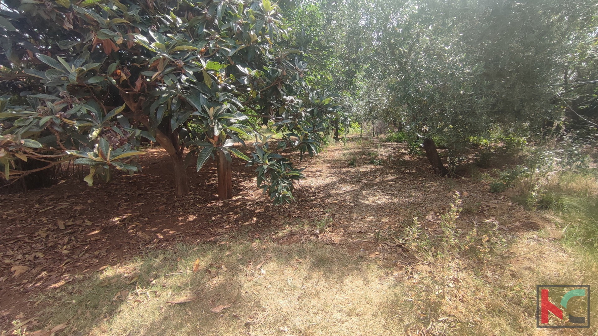 Istra, Pula, Šišan, družinska hiša na parceli 3731 m2