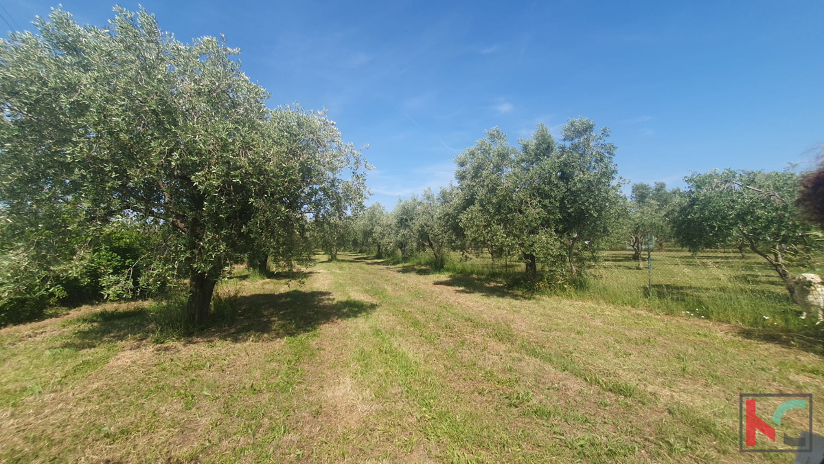 Istra, Fažana, kmetijsko zemljišče z oljčnim nasadom #prodaja