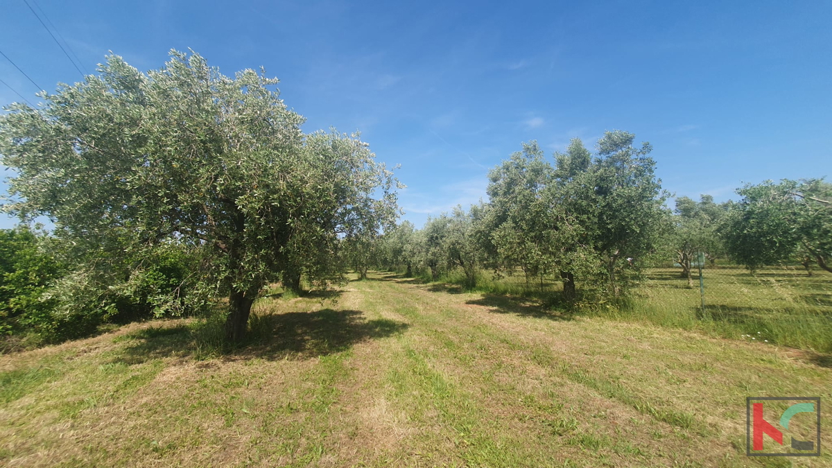 Istra, Fažana, kmetijsko zemljišče z oljčnim nasadom #prodaja