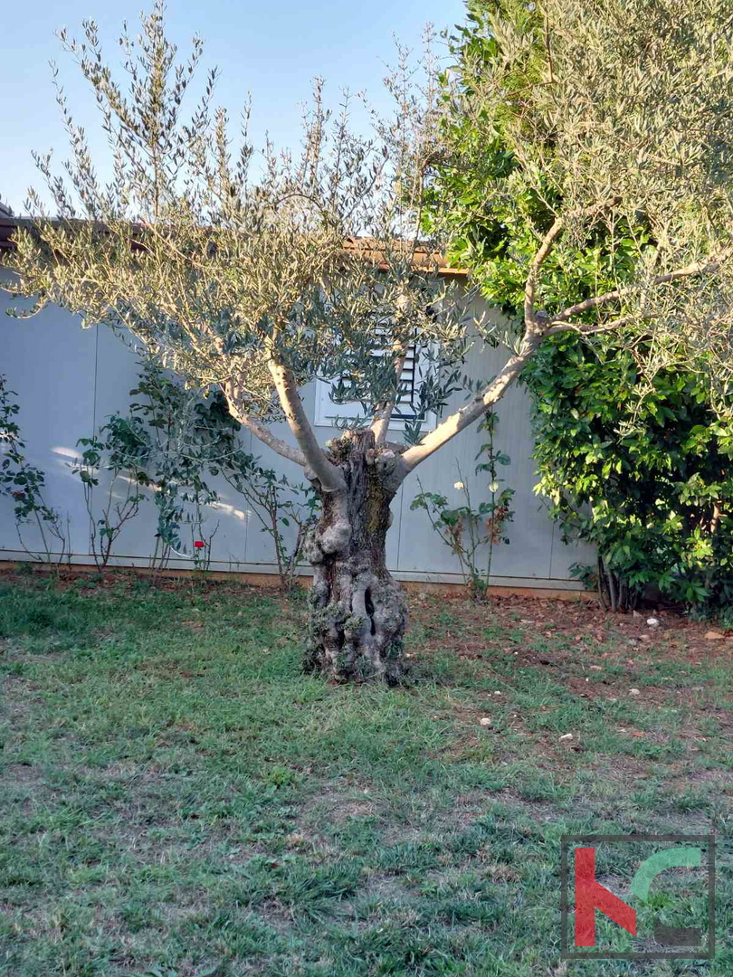 Istra, Sveti Lovreč, hiša z bazenom in vrtom, mirna lokacija, EKSKLUZIVNA PRODAJA, #prodaja