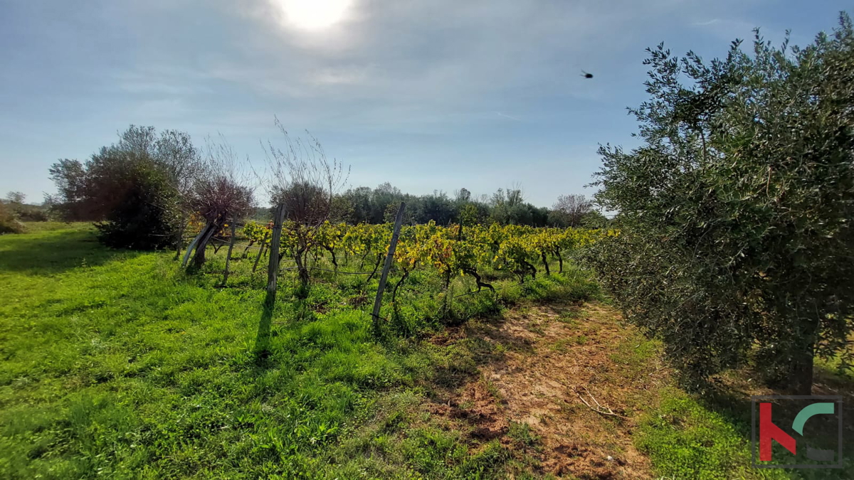 Rovinj, kmetijsko zemljišče z oljčnim nasadom, vinogradom in legaliziranim objektom #prodaja