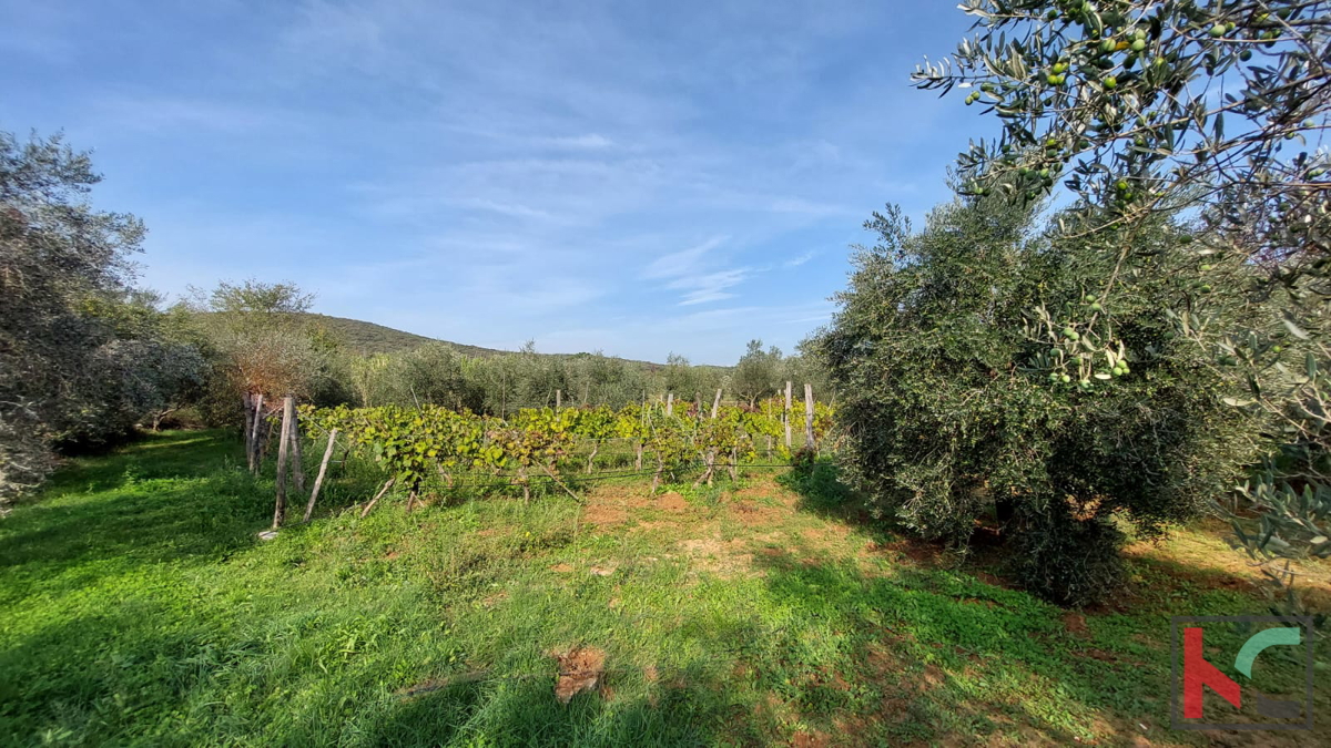 Rovinj, kmetijsko zemljišče z oljčnim nasadom, vinogradom in legaliziranim objektom #prodaja