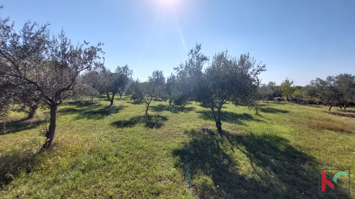 Istra, Vodnjan, hiša v gradnji, #prodaja