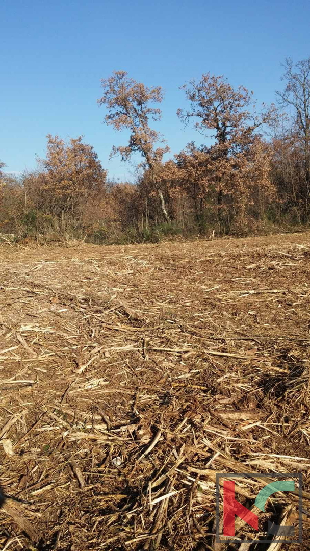 Istra, Občina Svetvinčenat, gradbeno zemljišče 1920m2 #prodaja