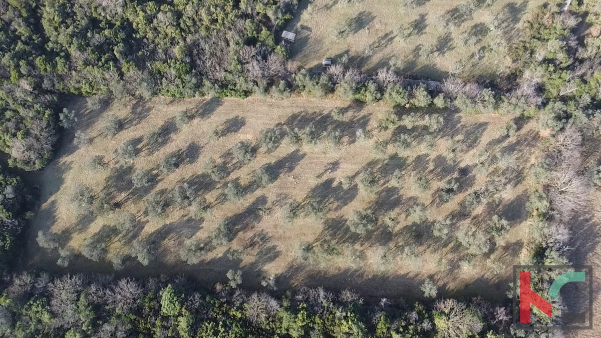 ISTRA - PEROJ, MASLINIK 4274 m2, IZKLJUČNA PRODAJA