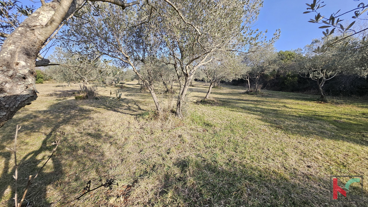 ISTRA - PEROJ, MASLINIK 4274 m2, IZKLJUČNA PRODAJA