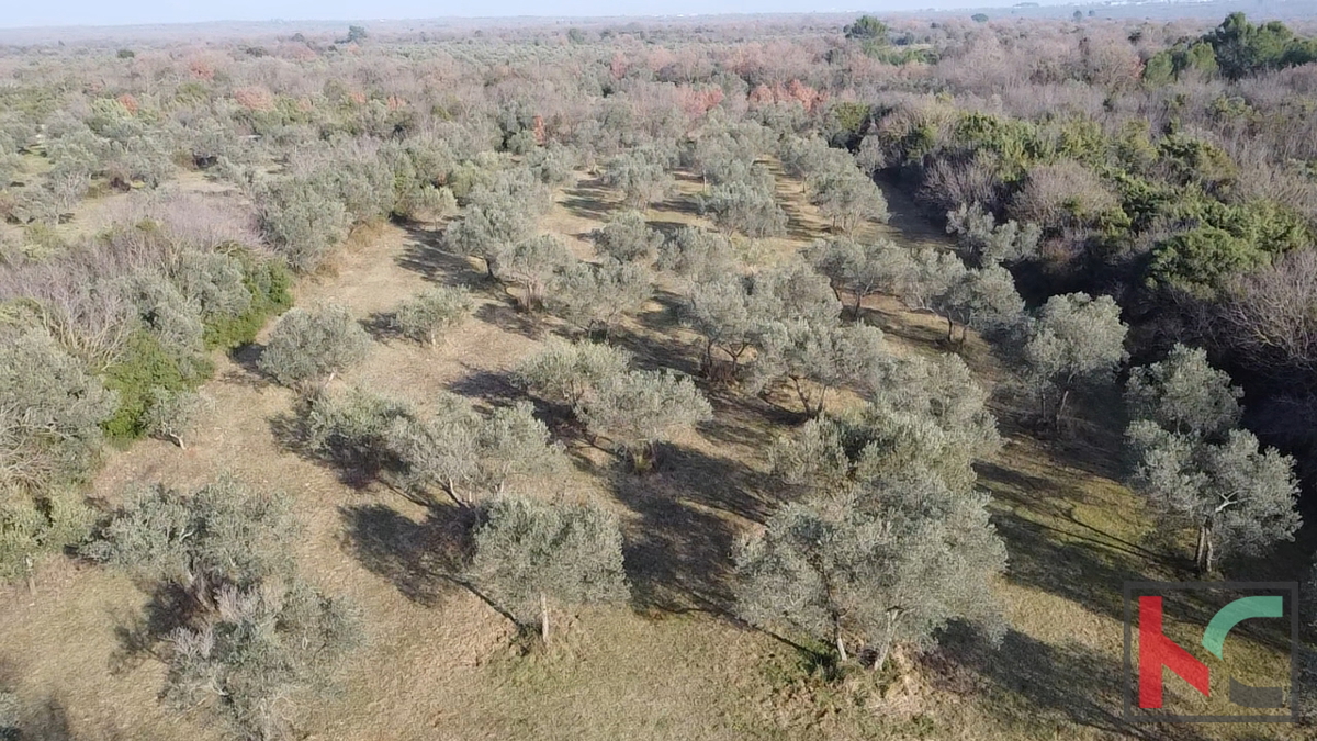 ISTRA - PEROJ, MASLINIK 4274 m2, IZKLJUČNA PRODAJA