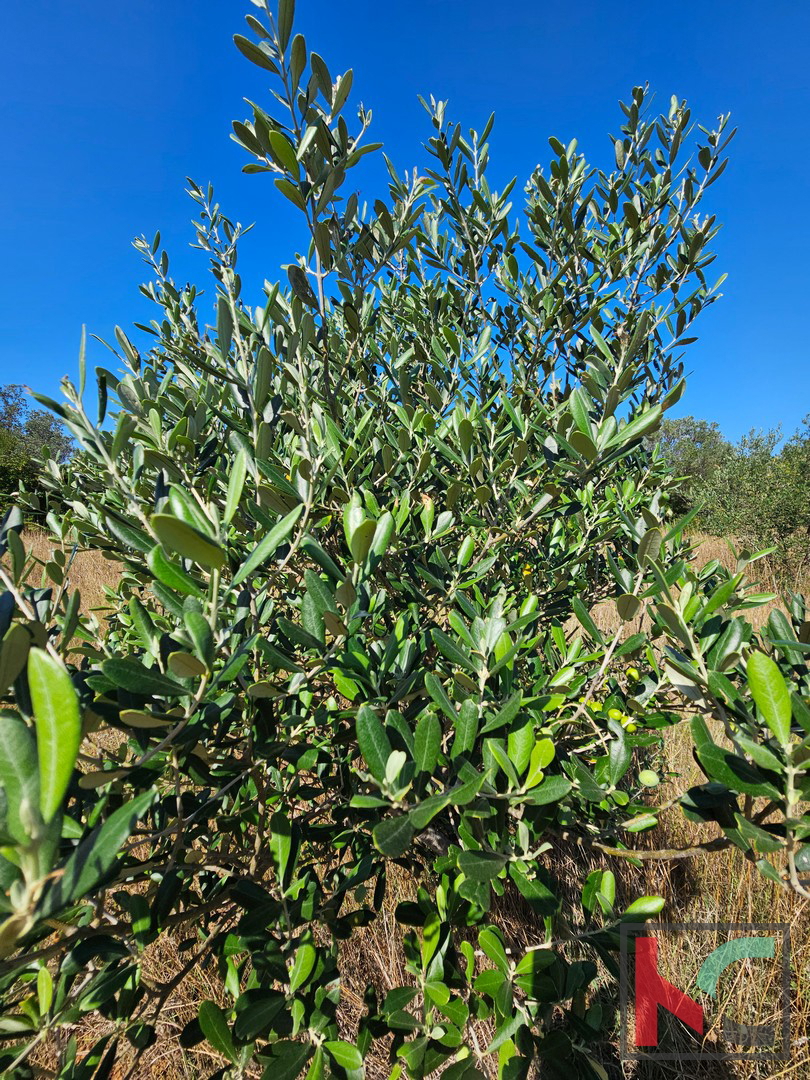 Istra, Fažana, kmetijsko zemljišče 2400m2
