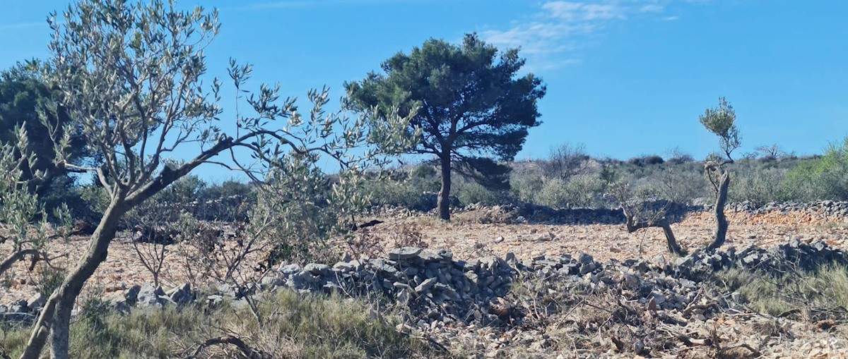 Kmetijsko zemljišče s pogledom na morje