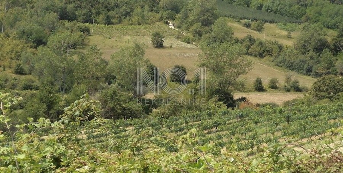 Novaki Motovunski - prodaja gozda