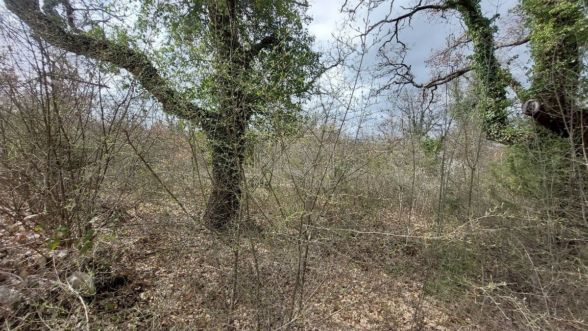 Kringa - prodaja kmetijske parcele