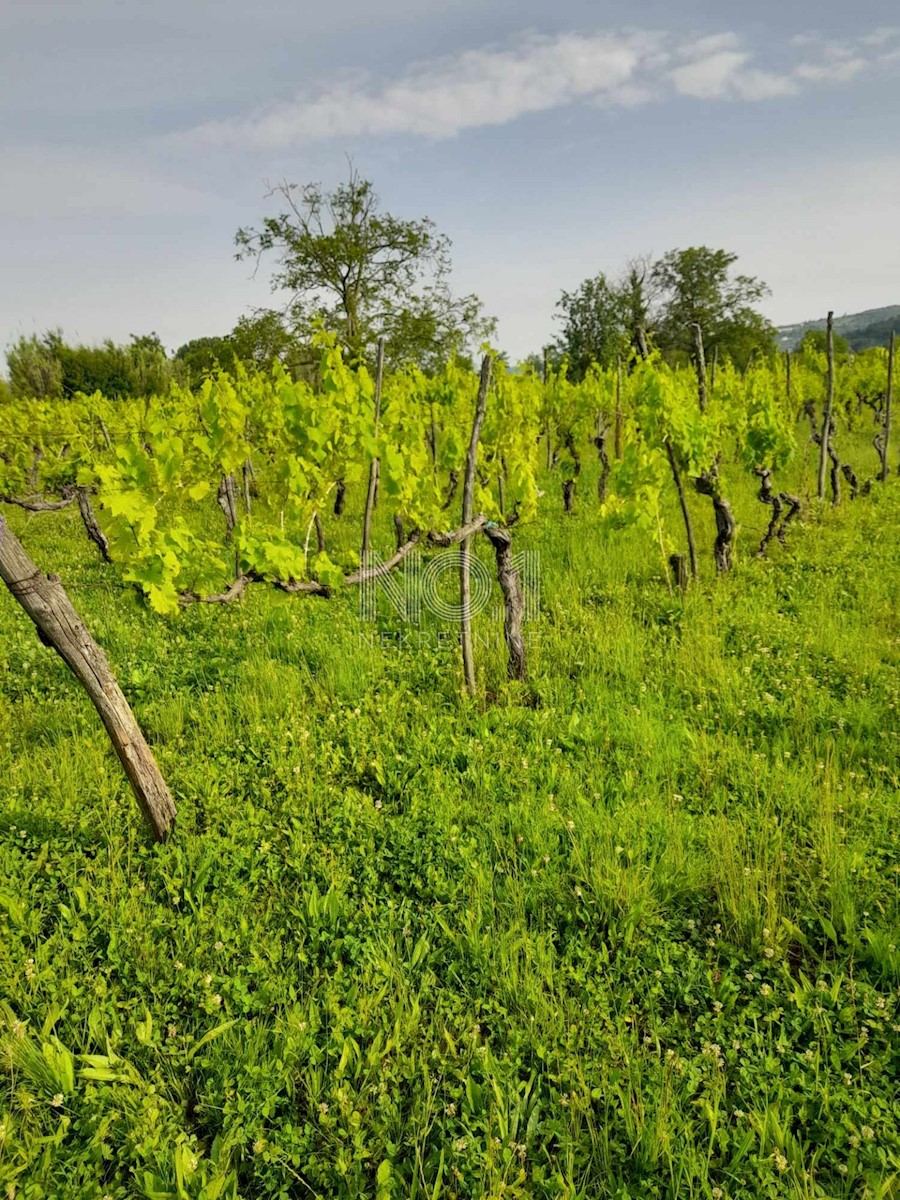 Buje, Kaštel - Vinograd s 1000 trtami
