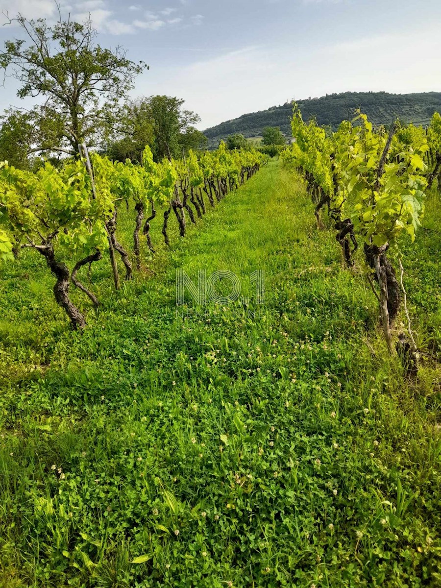 Buje, Kaštel - Vinograd s 1000 trtami