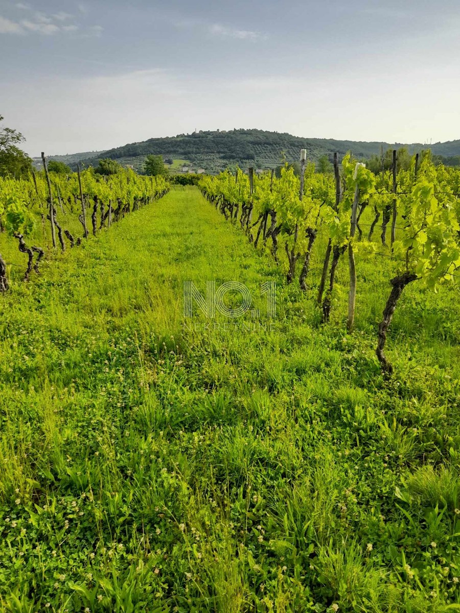 Buje, Kaštel - Vinograd s 1000 trtami