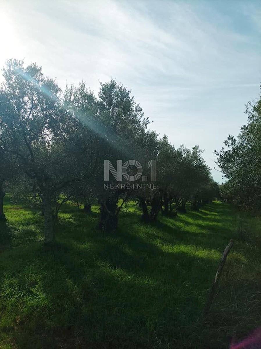 Umag - prodamo oljčni nasad, 835 m2