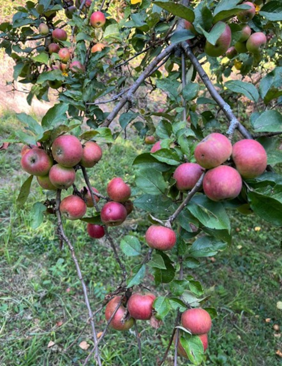 Prodaja, Hiša, Gornja Voća, Gornja Voća, Samostojeća, 78m2