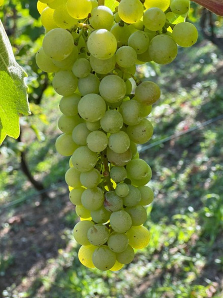 Prodaja, Hiša, Gornja Voća, Gornja Voća, Samostojeća, 78m2