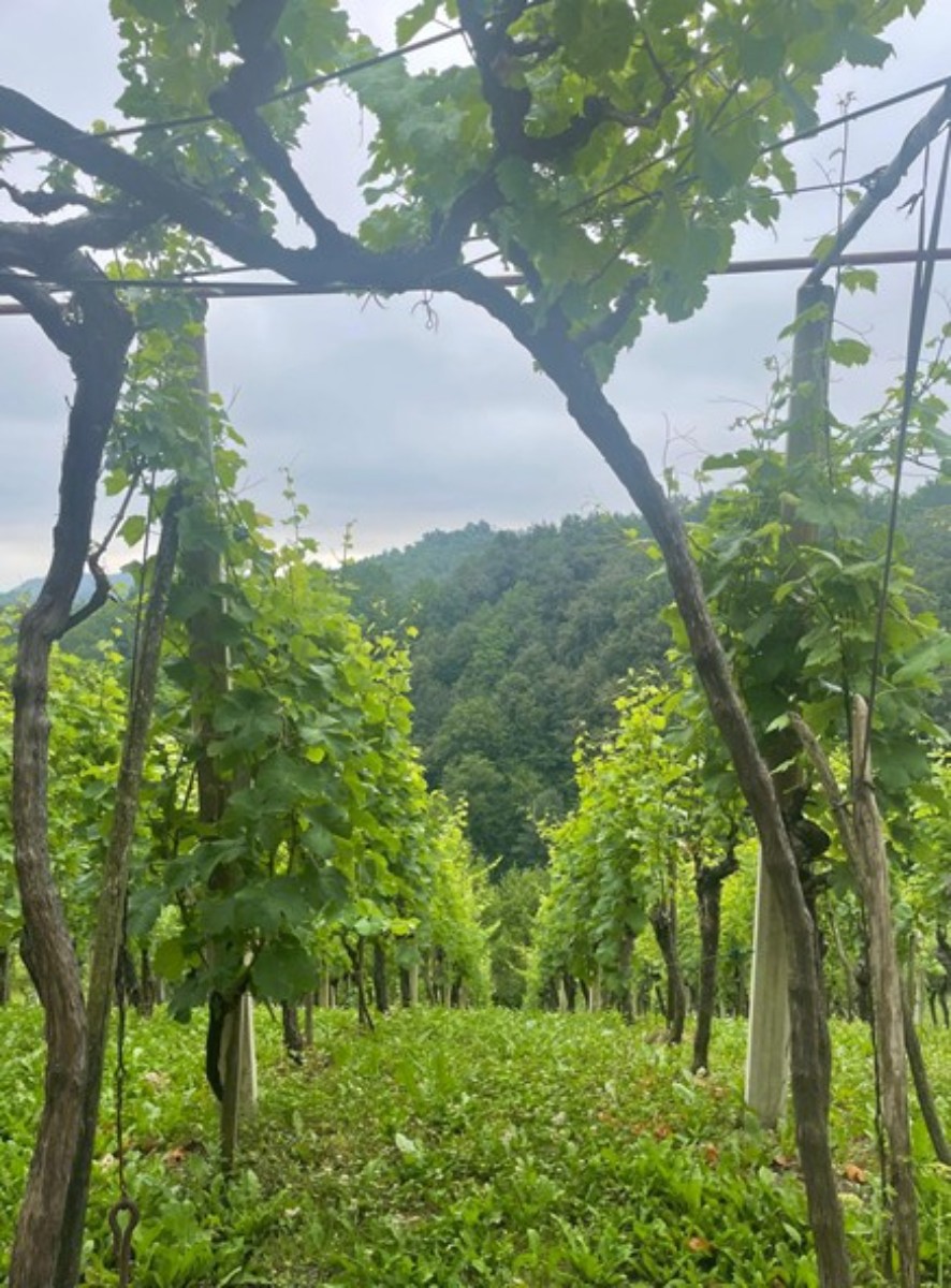 Prodaja, Hiša, Gornja Voća, Gornja Voća, Samostojeća, 78m2