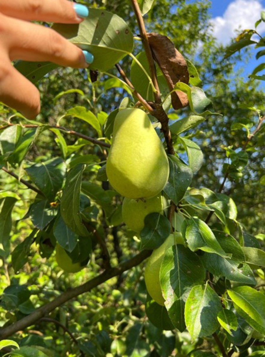 Prodaja, Hiša, Gornja Voća, Gornja Voća, Samostojeća, 78m2