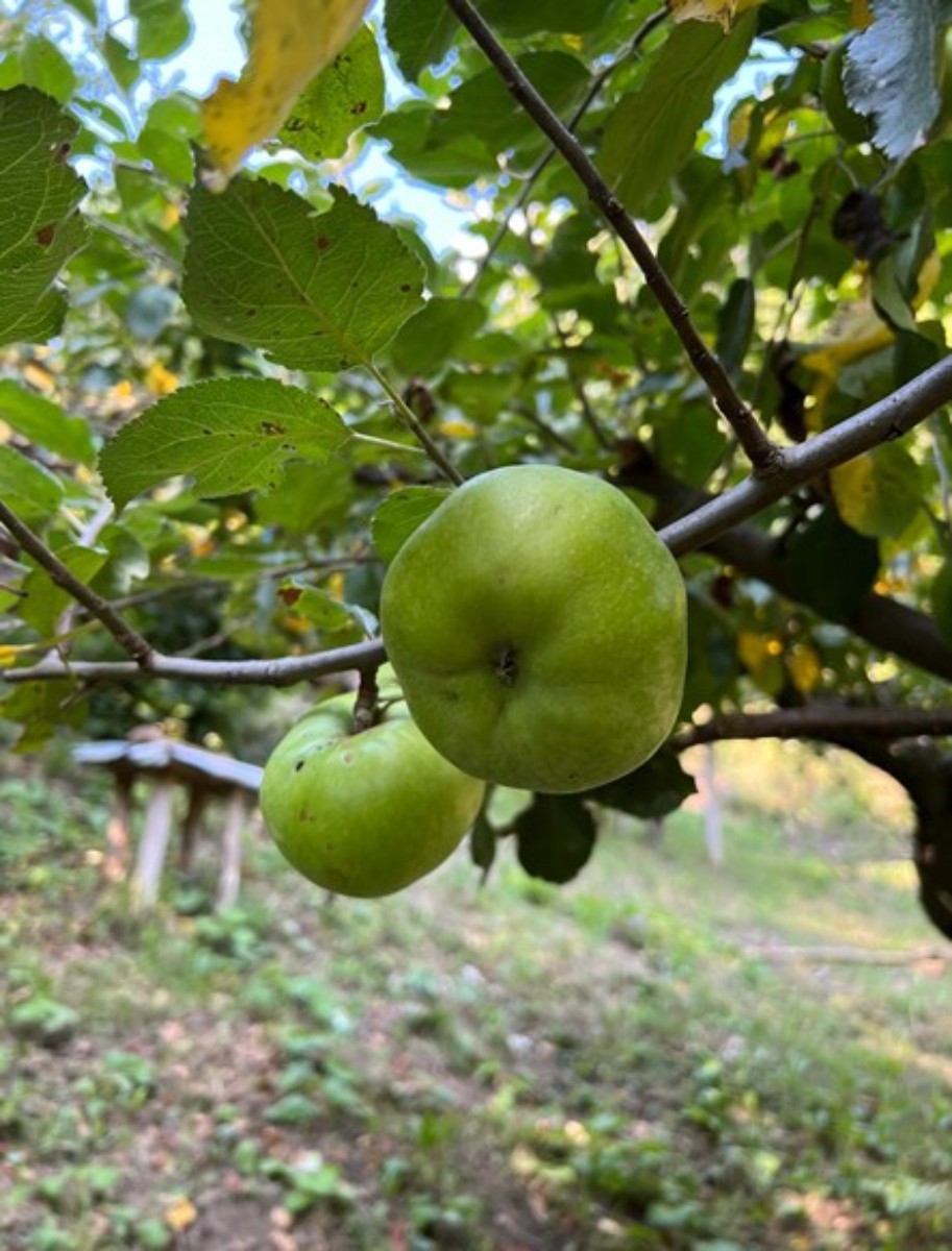 Prodaja, Hiša, Gornja Voća, Gornja Voća, Samostojeća, 78m2